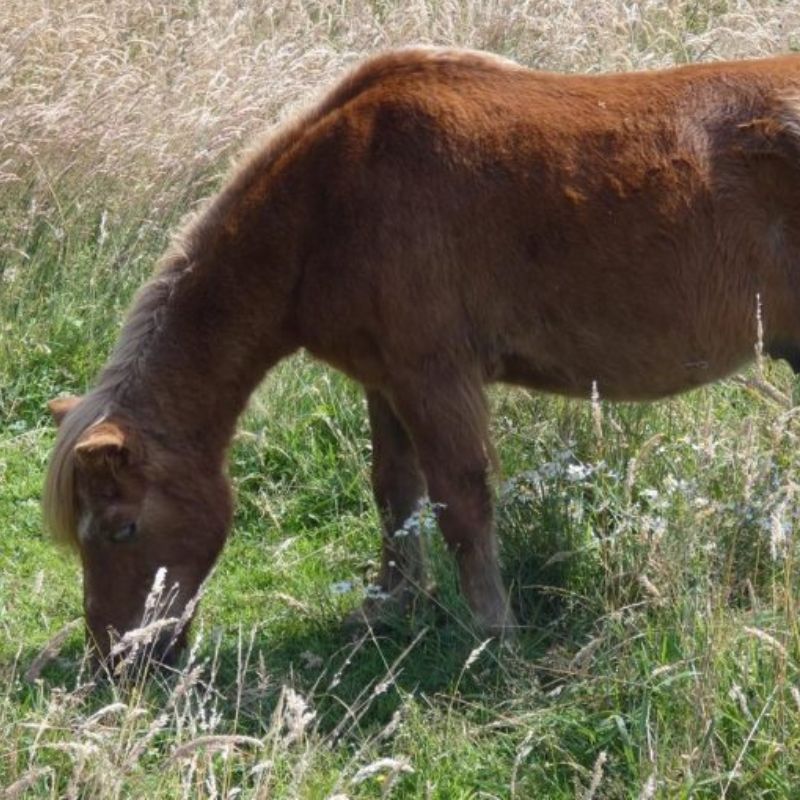 43 Jahre altes Pony Linus beim Grasen auf einer Wiese