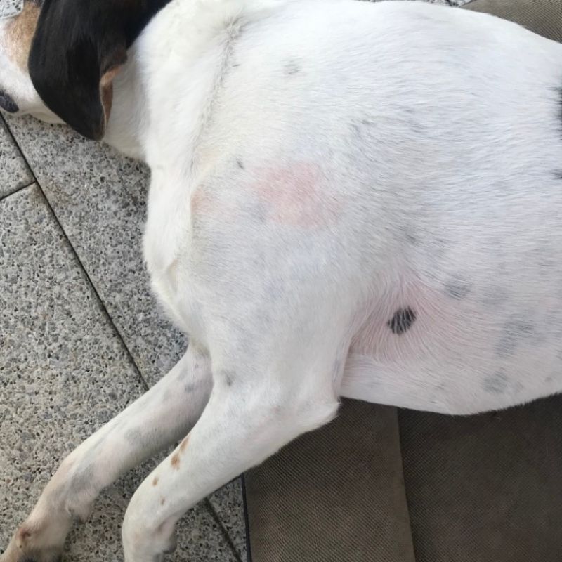 Hund Fido, der an Futterunverträglichkeit und Hautreaktionen leidet