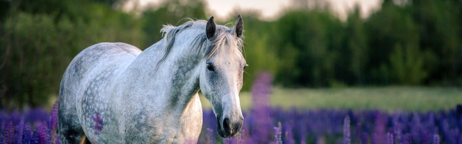 Weißes Pferd steht auf einem Lavendelfeld