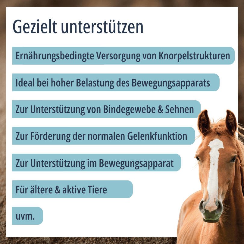 Pferd zu HBD Vital® Grünlipp Pur: Einsatzbereiche u. a. bei hoher Belastung des Bewegungsapparats, zur Unterstützung von Bindegewebe und Sehnen sowie für ältere und aktive Tiere