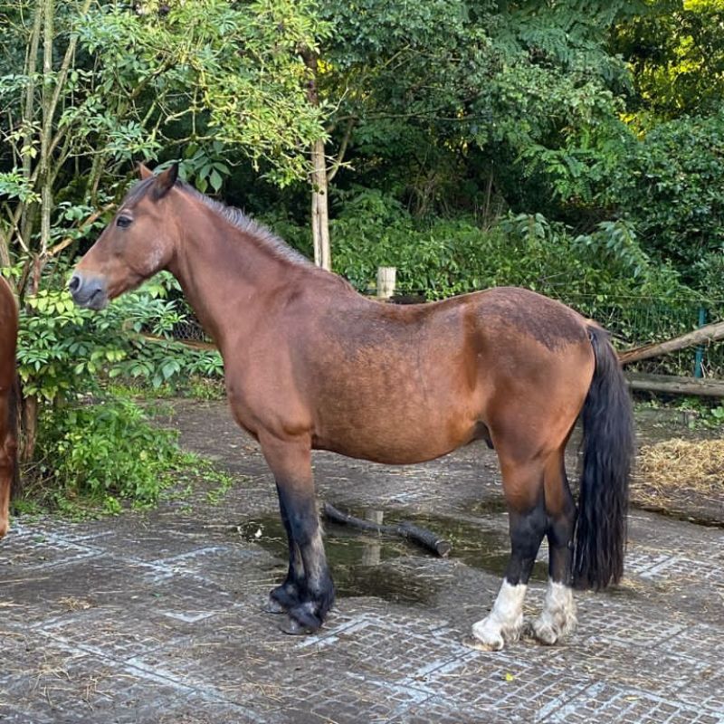 Pferd Zorro mit Informationstafel zu Allergien und Atemnot