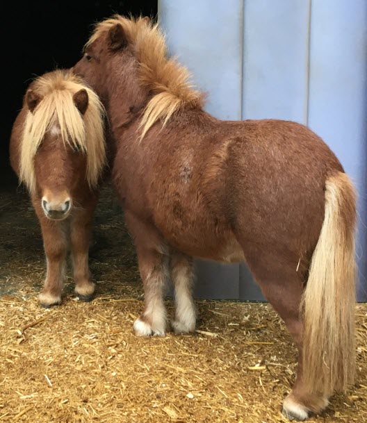 Die beiden Minishettys Pedro und Bandido, ein junger Hengst und ein Wallach, zusammen auf der Weide