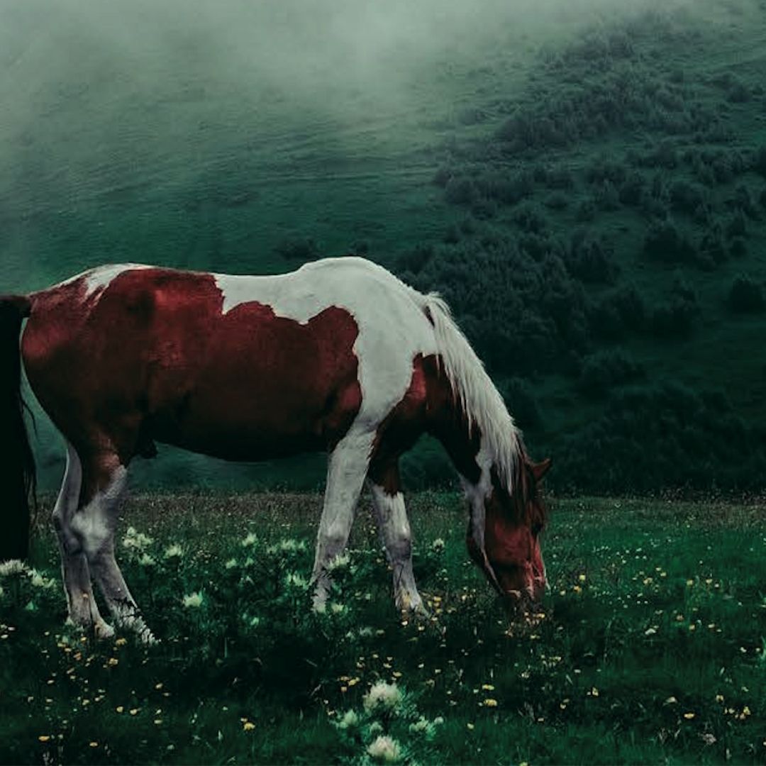 Ein braun-weißes Pferd grast zwischen kleinen weißen Blüten in einer nebligen, dunkelgrünen Berglandschaft