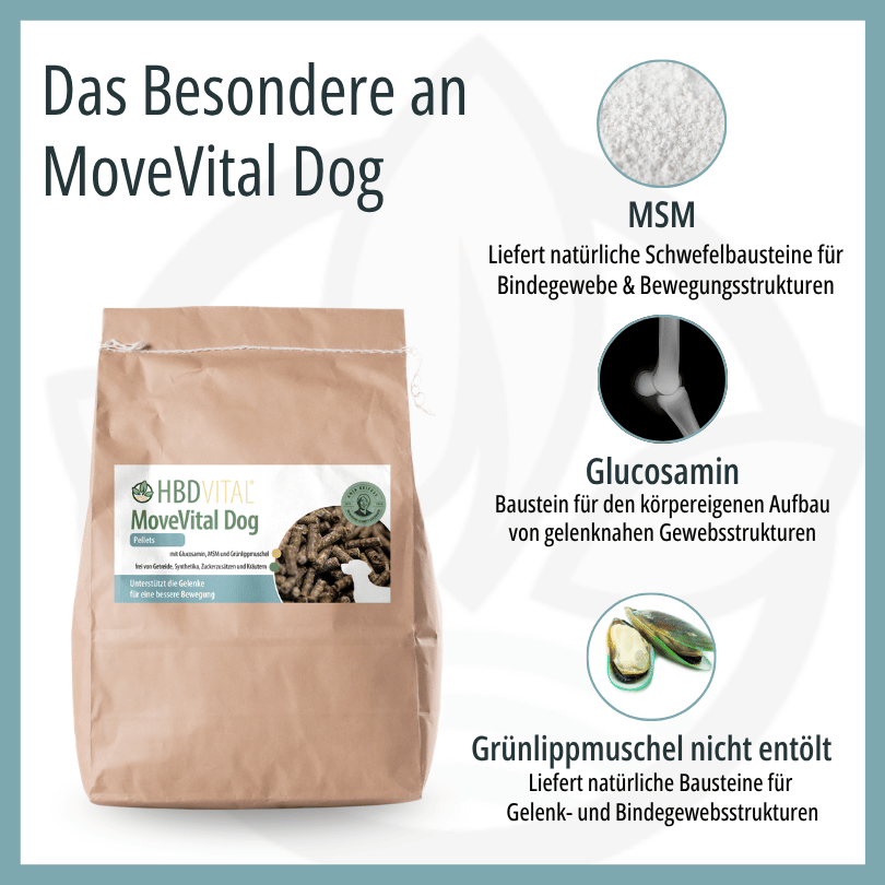 Infografik zu HBD Vital® MoveVital Dog: MSM liefert natürliche Schwefelbausteine für Bindegewebe, Glucosamin als Baustein für gelenknahe Gewebsstrukturen und nicht entölte Grünlippmuschel für Gelenk- und Bindegewebsstrukturen