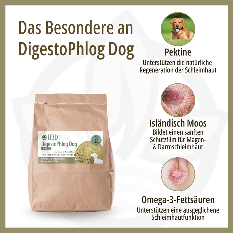 Infografik zu HBD Vital® DigestoPhlog Dog: Pektine zur Unterstützung der Schleimhautregeneration, Isländisch Moos als Schutzfilm für Magen- und Darmschleimhaut sowie Omega-3-Fettsäuren für die Schleimhautfunktion