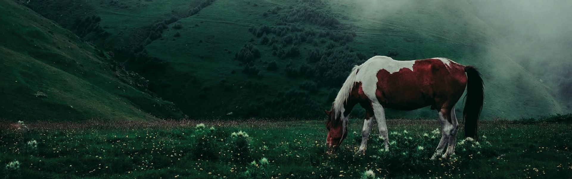 Ein braun-weißes Pferd grast zwischen kleinen weißen Blüten in einer nebligen, dunkelgrünen Berglandschaft