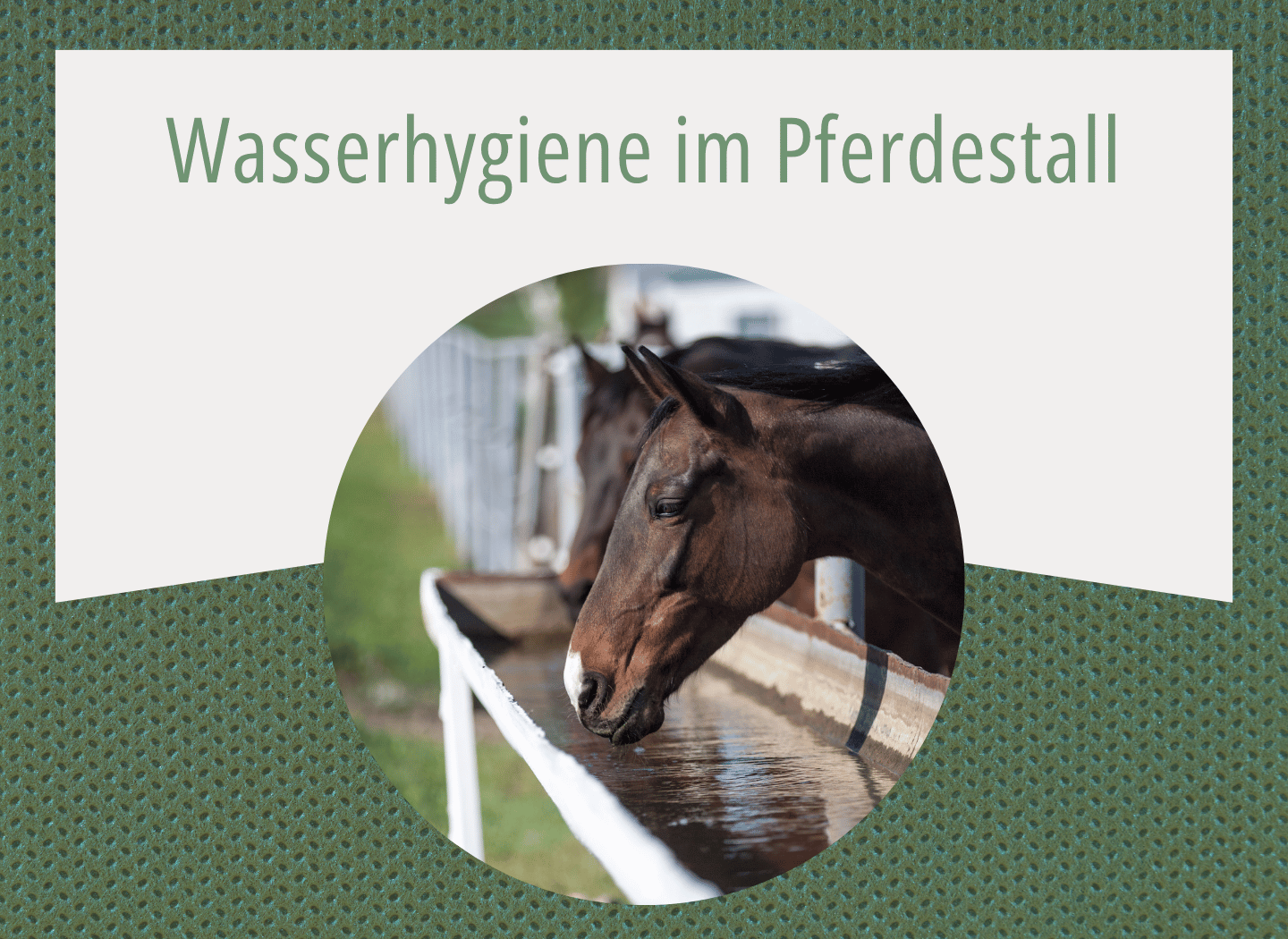 Dunkles Pferd trinkt aus einer Tränke am Zaun, im Hintergrund ein weiteres Pferd
