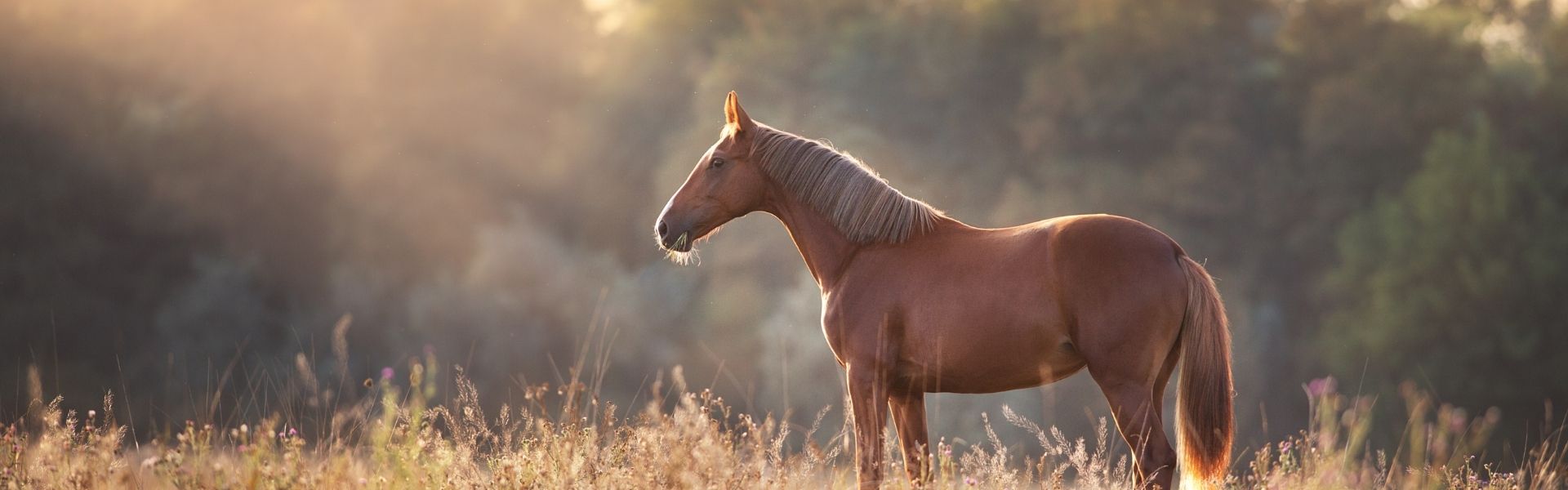 Braunes Pferd steht im goldenen Abendlicht auf einer Wiese