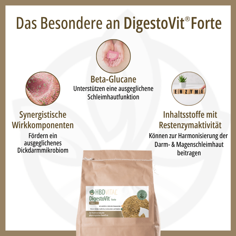 Infografik zu HBD Vital® DigestoVit® Forte: synergistische Komponenten für ein ausgeglichenes Dickdarmmikrobiom, Beta-Glucane für die Schleimhautfunktion sowie Inhaltsstoffe mit Restenzymaktivität