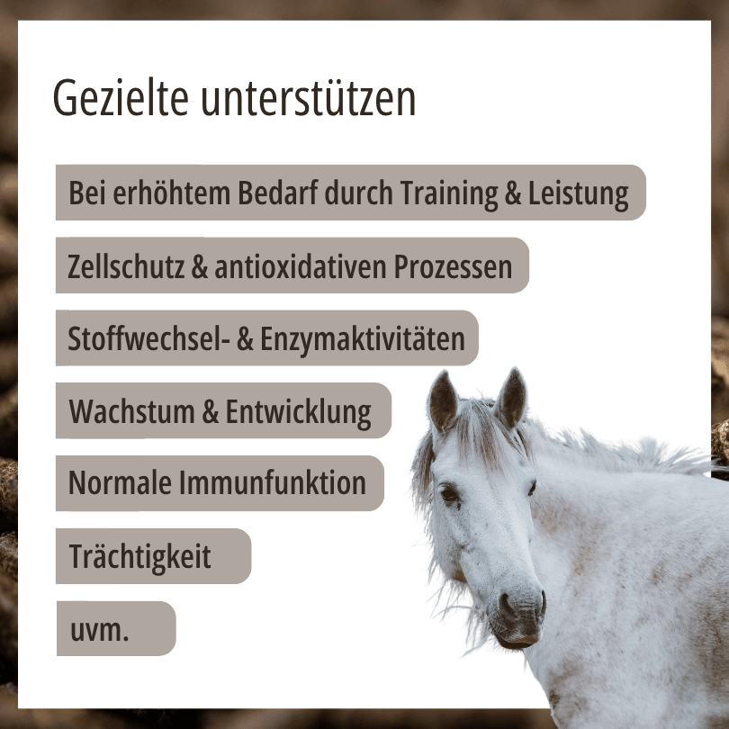 Pferd zu HBD Vital® MonoSelen: Einsatzbereiche u. a. bei erhöhtem Bedarf durch Training und Leistung, für Zellschutz, Wachstum und Entwicklung sowie während der Trächtigkeit
