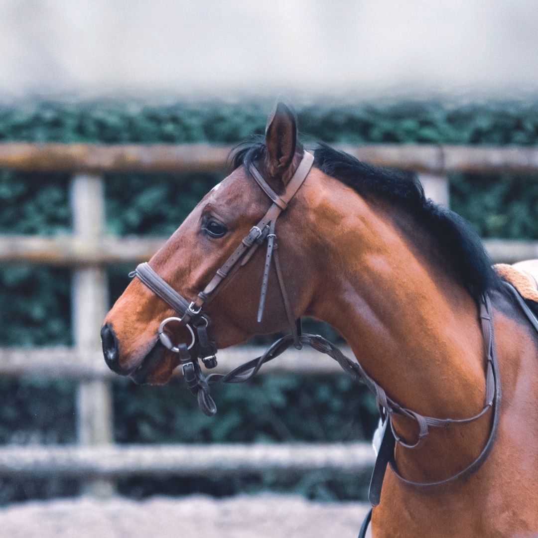 Nahaufnahme eines Pferdekopfs mit Trense, im Hintergrund ein Zaun und eine Hecke auf dem Reitplatz