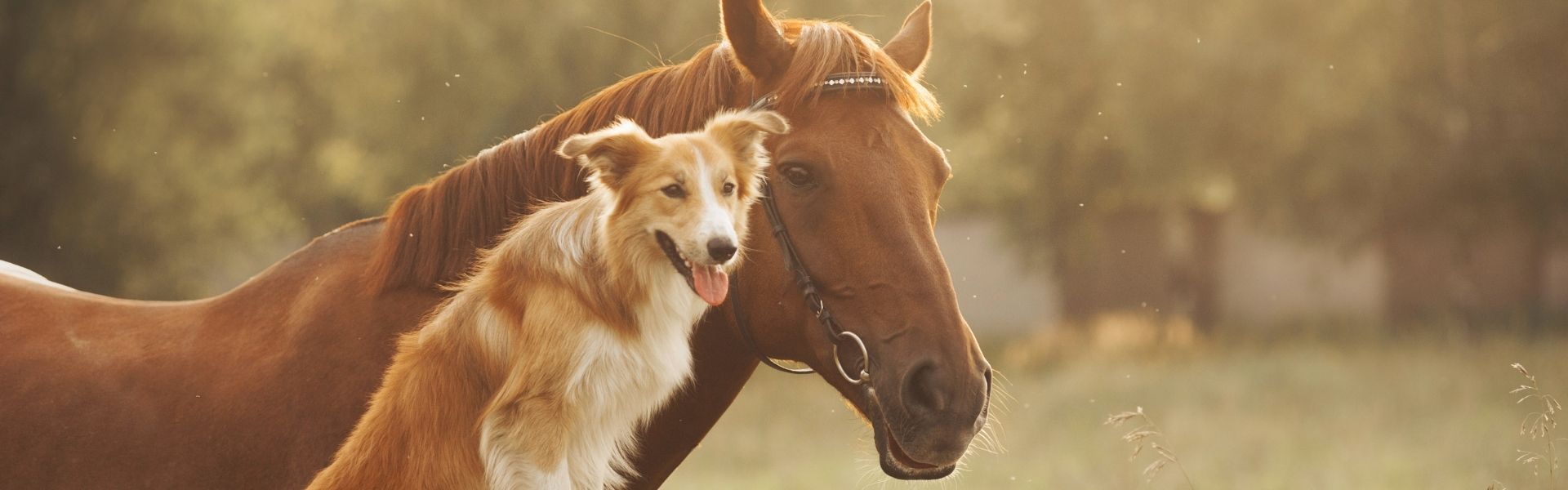  Ein Pferd und ein rot-weißer Hund kuscheln Kopf an Kopf an einem Holzzaun, die linke Bildhälfte ist als freie Fläche für Text gehalten