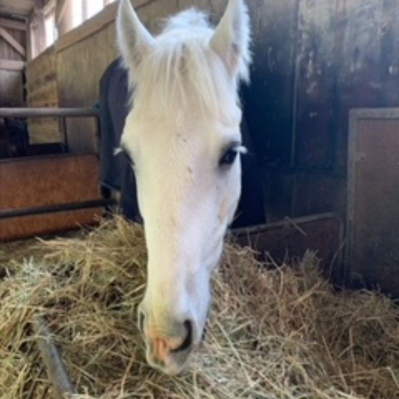 Weißes Connemara-Pony Worley mit Halfter auf einer Koppel