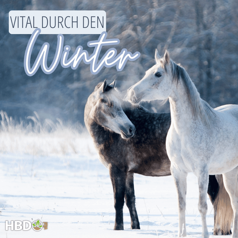 2 Pferde stehen in einer winterlichen Landschaft. Der TExt Vital durch den Winter und das HBD VItal® Logo ist zu sehen