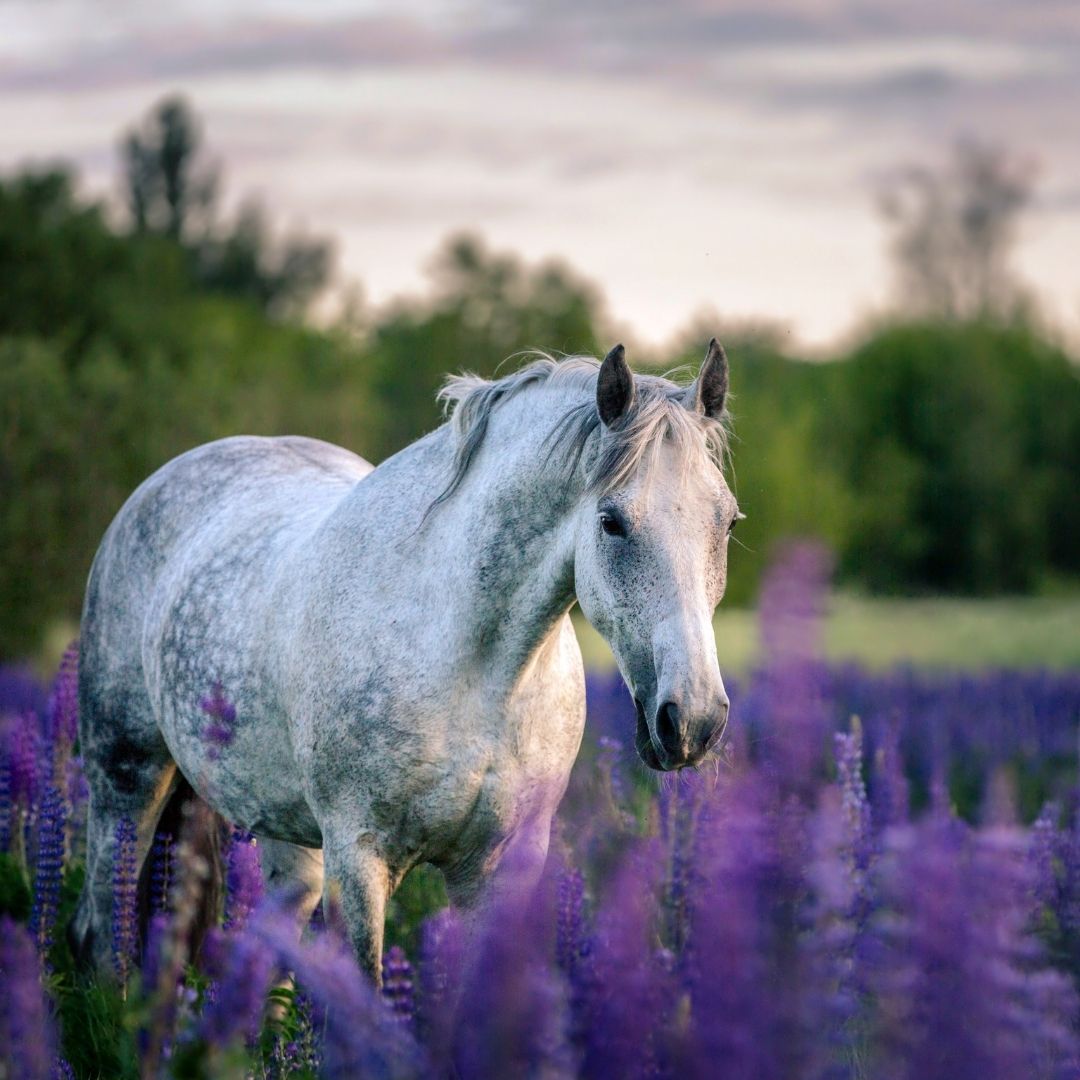 Ein gescheckter Schimmel steht in einem Feld violett blühender Lupinen, im Hintergrund Bäume