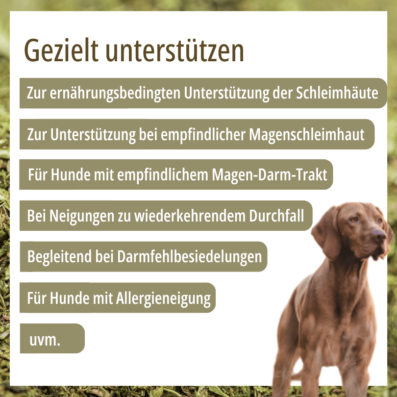Hund zu HBD Vital® DigestoPhlog Dog: Einsatzbereiche u. a. bei empfindlicher Magenschleimhaut, empfindlichem Magen-Darm-Trakt und Allergieneigung