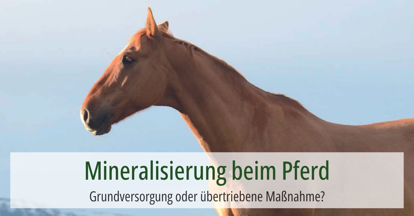 Ein braunes Pferd mit dem Himmel als Hintergrund und dem Hinweis auf den Fachbericht: Mineralisierung beim Pferd - Grundversorgung oder übertriebene Maßnahme?