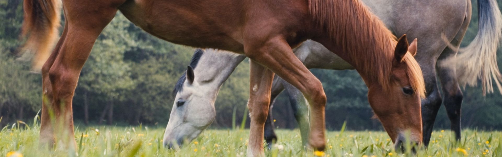 Zwei Pferde grasen nebeneinander auf einer Wiese mit blühendem Löwenzahn