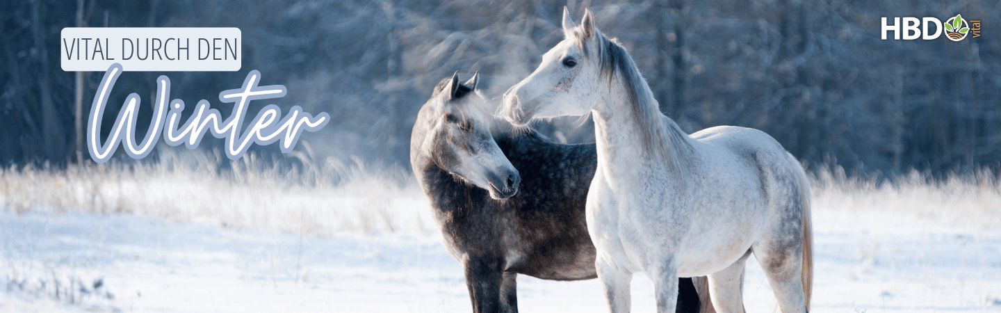 2 Pferde stehen in einer winterlichen Landschaft. Der TExt Vital durch den Winter und das HBD VItal® Logo ist zu sehen
