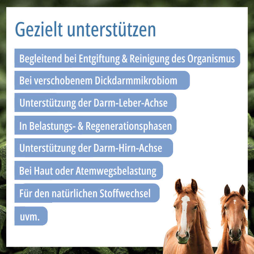 Zwei Pferdeköpfe zu HBD Vital® Chlorella: Einsatzbereiche u. a. bei Stoffwechsel, Darmmikrobiom, Regenerationsphasen sowie Haut- oder Atemwegsbelastung