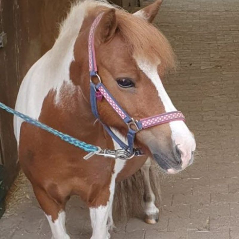Shetty-Stute Alexia mit Halfter im Stall, betroffen von Ekzem und Headshaking