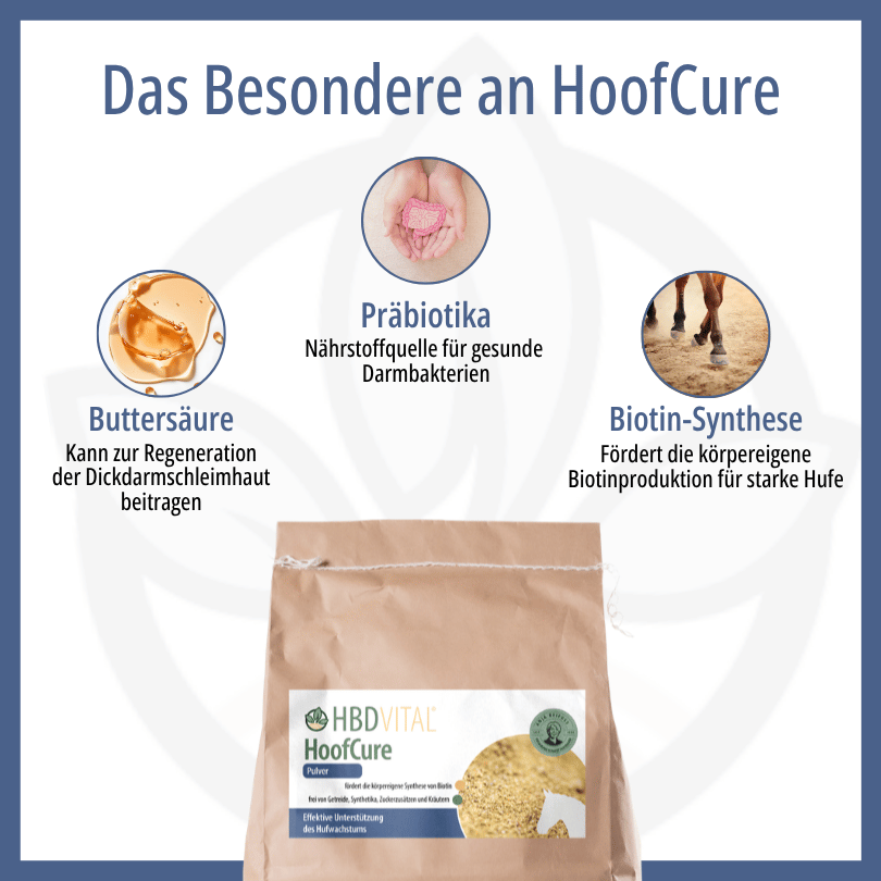 Infografik zu HBD Vital® HoofCure: Buttersäure zur Unterstützung der Dickdarmschleimhaut, Präbiotika als Nährstoffquelle für gesunde Darmkeime und Biotin-Synthese für starke Hufe