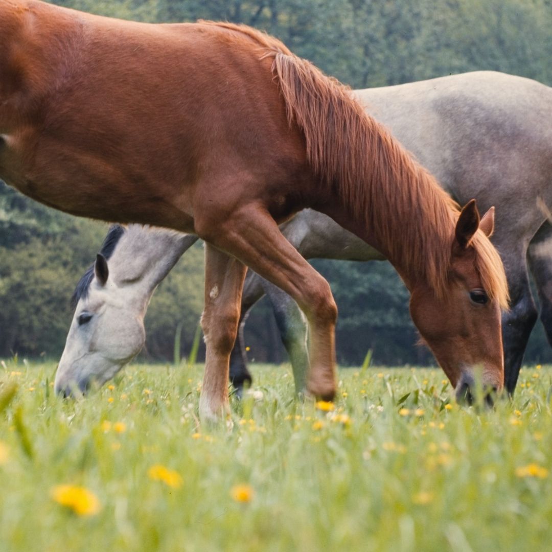 Zwei Pferde grasen nebeneinander auf einer Wiese mit blühendem Löwenzahn