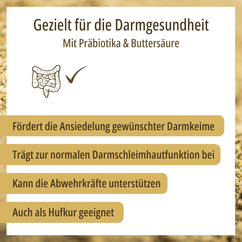 Grafik zu HBD Vital® DigestoCure: fördert die Ansiedelung gewünschter Darmkeime, trägt zur normalen Darmschleimhautfunktion bei und ist auch als Hufkur geeignet
