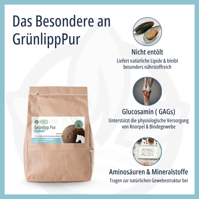 Infografik zu HBD Vital® Grünlipp Pur: nicht entölte Grünlippmuschel mit natürlichen Lipiden, Glucosamin (GAGs) zur Versorgung von Knorpel und Bindegewebe sowie Aminosäuren und Mineralstoffe für die natürliche Gewebestruktur