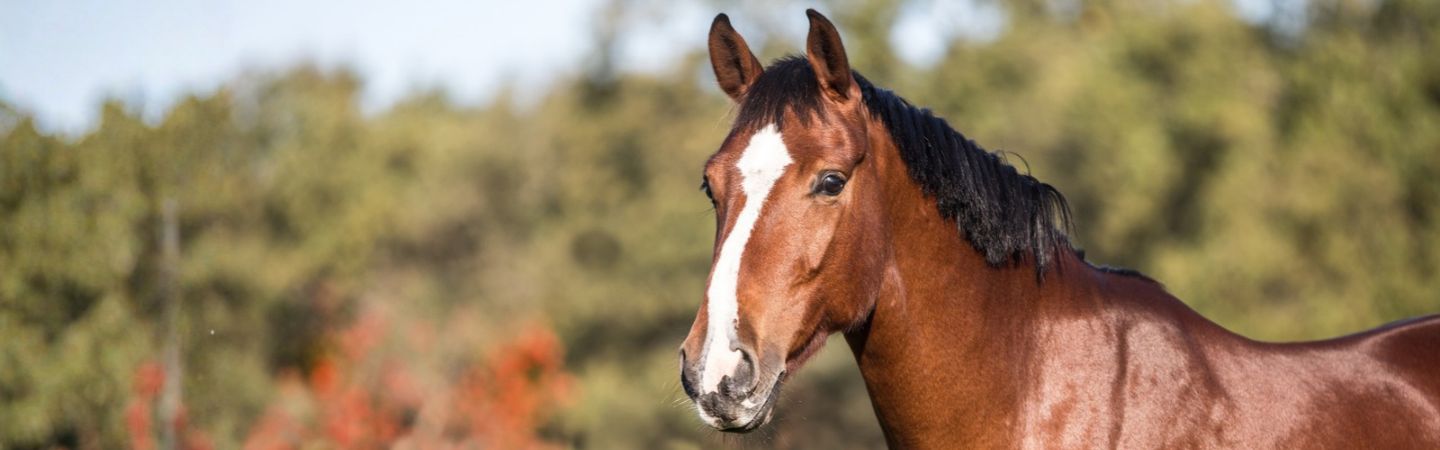 Braunes Pferd mit Blesse im Herbstsonnenlicht
