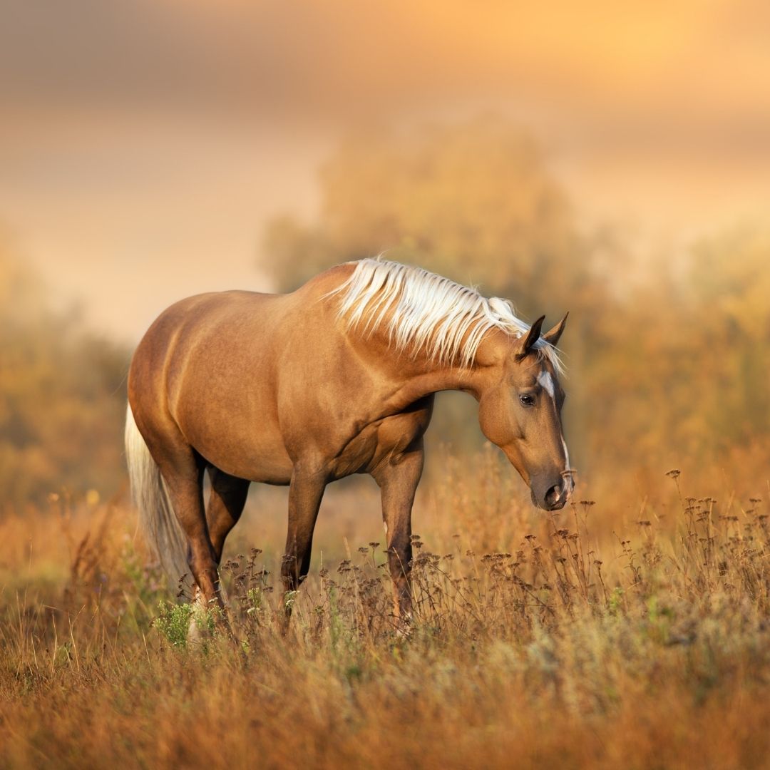 Ein cremefarbenes Pferd mit weißer Mähne grast in einer goldenen Wiese im warmen Abendlicht