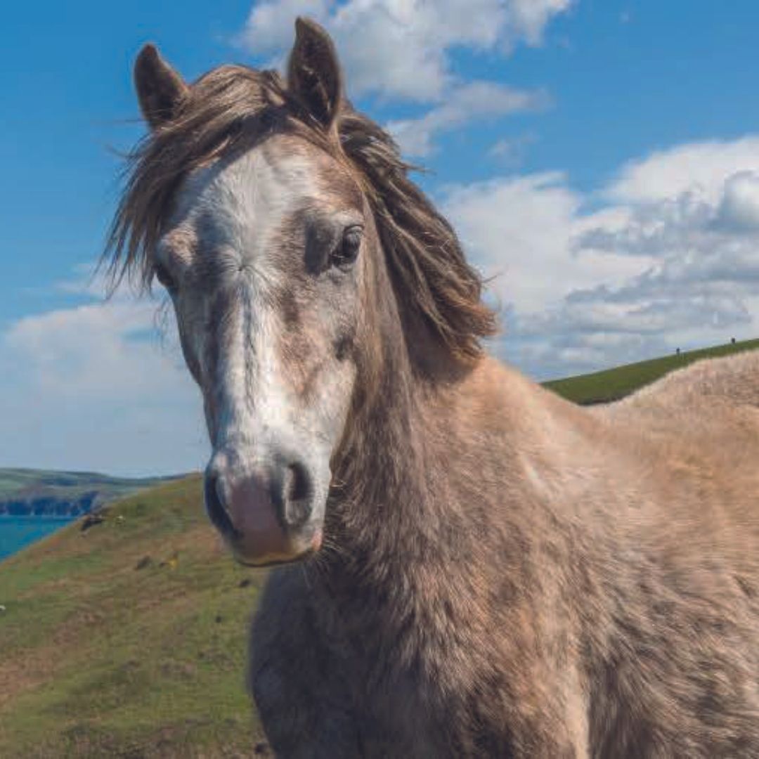 Zwei Pferde stehen vor einer grünen Steilküste mit Meerblick, im Vordergrund ein Pferd mit windzerzauster Mähne