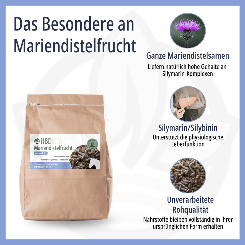 Infografik zu HBD Vital® Mariendistelfrucht: ganze Mariendistelsamen mit natürlich hohen Gehalten an Silymarin-Komplexen, Silymarin/Silybinin zur Unterstützung der physiologischen Leberfunktion sowie unverarbeitete Rohqualität