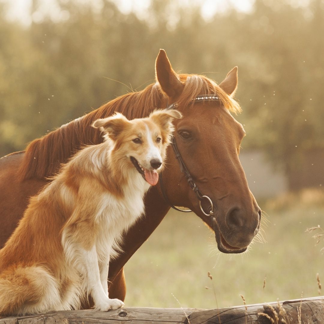  Ein Pferd und ein rot-weißer Hund kuscheln Kopf an Kopf an einem Holzzaun, die linke Bildhälfte ist als freie Fläche für Text gehalten
