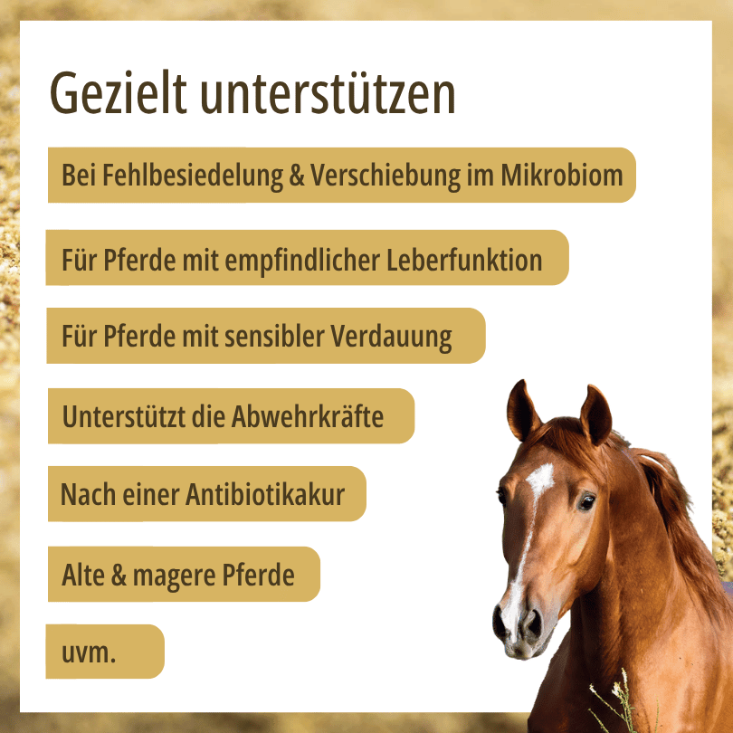 Pferdekopf zu HBD Vital® DigestoCure: Einsatzbereiche u. a. bei sensibler Verdauung, Mikrobiom-Verschiebungen sowie für alte und magere Pferde