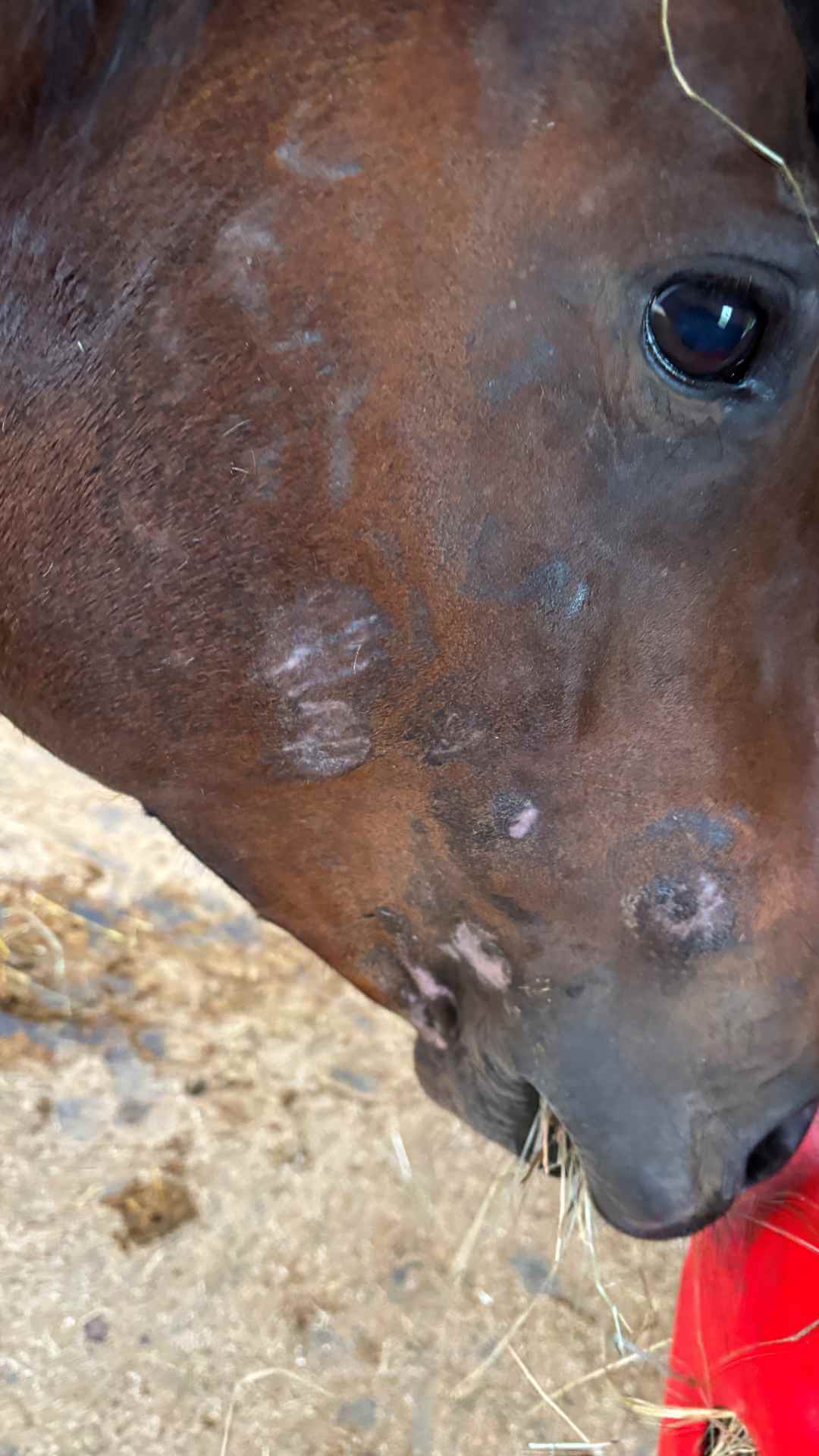 Kopf von Haida in Nahaufnahme mit mehreren kahlen, rosafarbenen Stellen an Wange und Maul