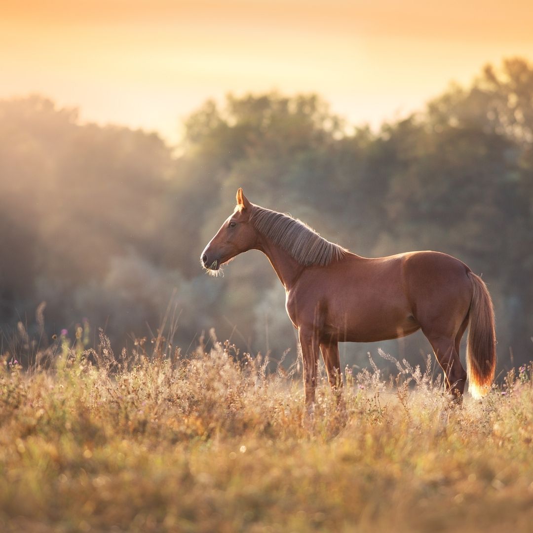 KEin Fuchspferd mit heller Mähne steht im Gegenlicht auf einer goldenen Wiese, Bäume im Hintergrund