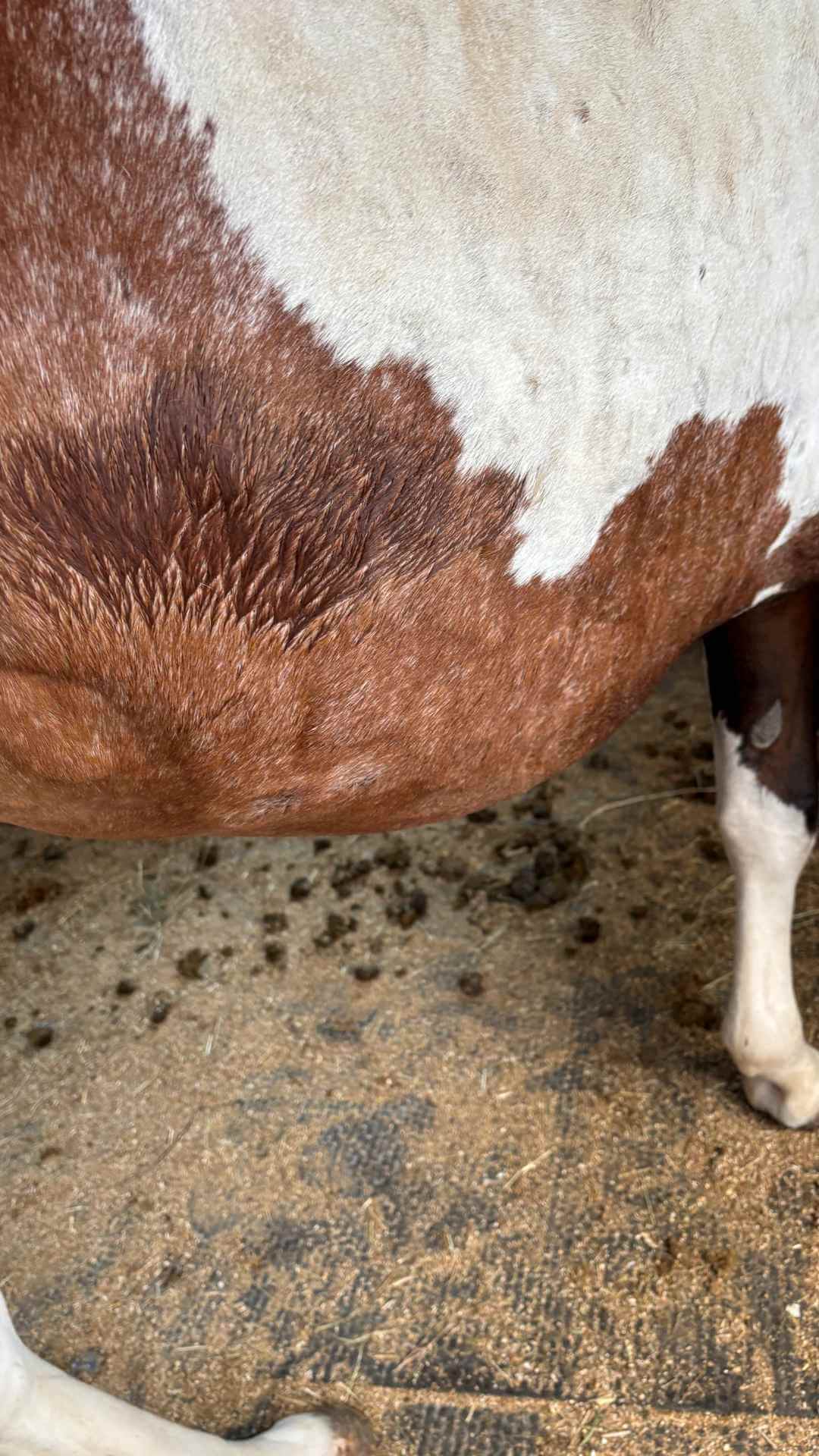 Unterbauch und Flanke von Haida mit aufgestelltem, unebenem Fell und Beulen unter der Haut