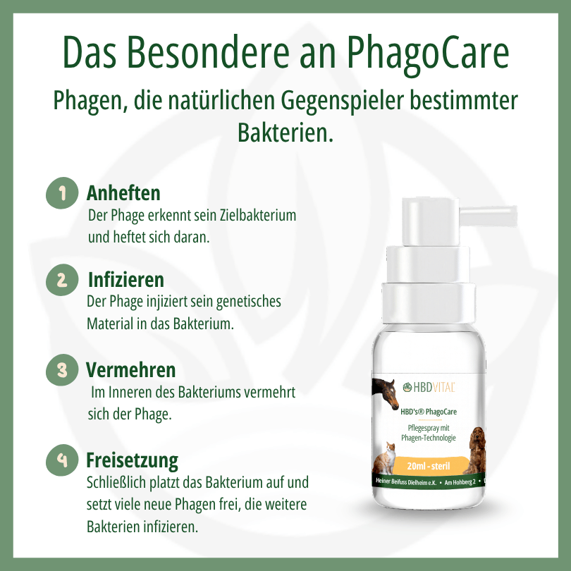 So wirken Phagen in HBD’s® PhagoCare: Anheften, Infizieren, Vermehren und Freisetzung als natürliche Gegenspieler bestimmter Bakterien