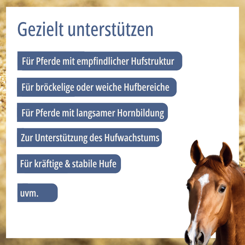 Pferd zu HBD Vital® HoofCure: Einsatzbereiche u. a. bei empfindlicher Hufstruktur, bröckeligen oder weichen Hufbereichen sowie langsamer Hornbildung