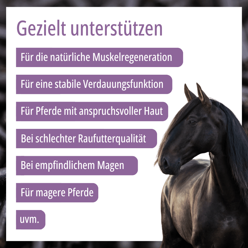Pferdekopf zu HBD Vital® BasoHealth: Einsatzbereiche für Muskelregeneration, stabile Verdauung, anspruchsvolle Haut, magere Pferde und empfindlichen Magen