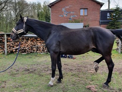 Pferd Lantwin auf einem Paddock, seitlich fotografiert, mit hoch gehaltenem Hinterbein.