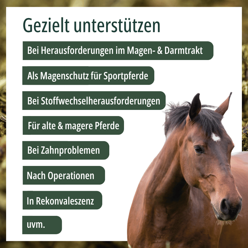 Pferd zu HBD Vital® EquiDietic Reis: Einsatzbereiche u. a. als Magenschutz für Sportpferde, bei Zahnproblemen sowie für alte und magere Pferde