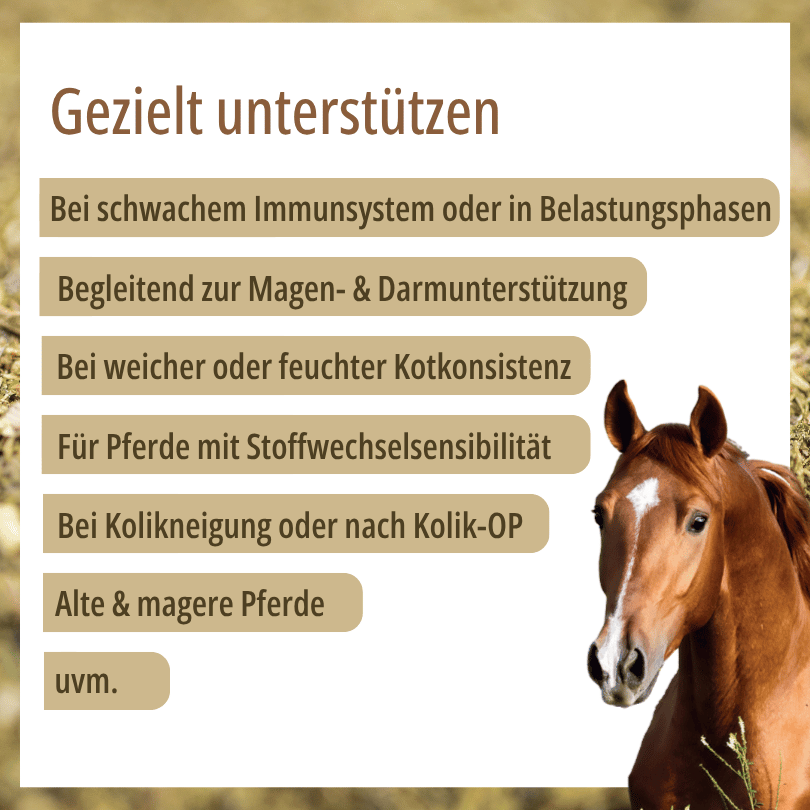 Pferd zu HBD Vital® DigestoVit®: Einsatzbereiche u. a. bei Immunsystem, Magen-Darm-Unterstützung, Stoffwechsel-Sensibilität sowie für alte und magere Pferde