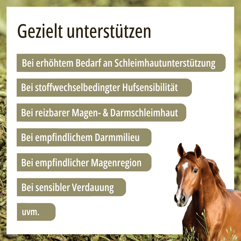 Pferd zu HBD Vital® DigestoPhlog: Einsatzbereiche u. a. bei reizbarer Magen- und Darmschleimhaut, empfindlichem Darmmilieu und sensibler Verdauung
