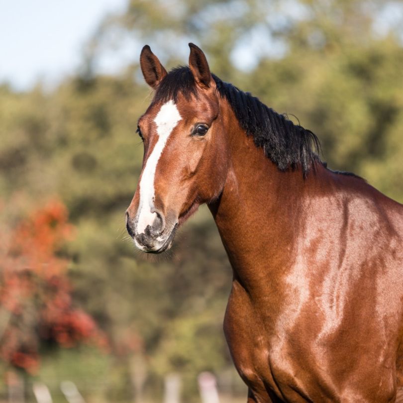 Braunes Pferd mit Blesse im Herbstsonnenlicht
