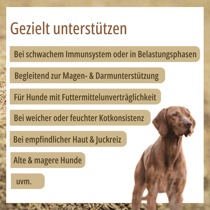Hund zu HBD Vital® DigestoVit® Dog: Einsatzbereiche u. a. bei Immunsystem, Futtermittelunverträglichkeit, empfindlicher Haut sowie bei weicher Kotkonsistenz