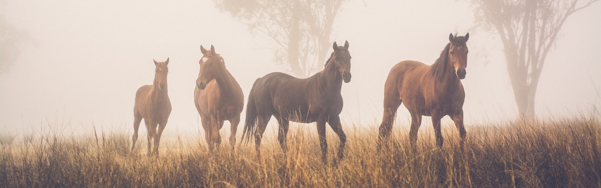 Vier Pferde stehen im Nebel auf einer Wiese mit hohem, goldenem Gras, im Hintergrund ein großer Baum