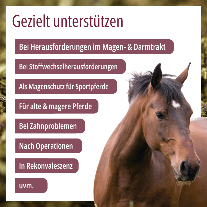 Pferd zu HBD Vital® EquiDietic TKM: Einsatzbereiche u. a. als Magenschutz für Sportpferde, bei Zahnproblemen sowie für alte und magere Pferde