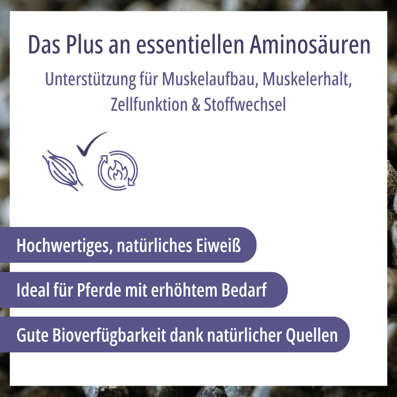 Grafik zu HBD Vital® Amino+: hochwertiges natürliches Eiweiß, ideal bei erhöhtem Bedarf, gute Bioverfügbarkeit